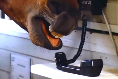 HorsePhone-380x254.png